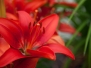 Цветя/Flowers