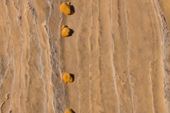 AF006V